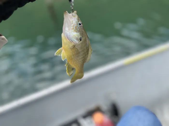 US Army Corps of Engineers Picture 1