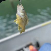 US Army Corps of Engineers ico