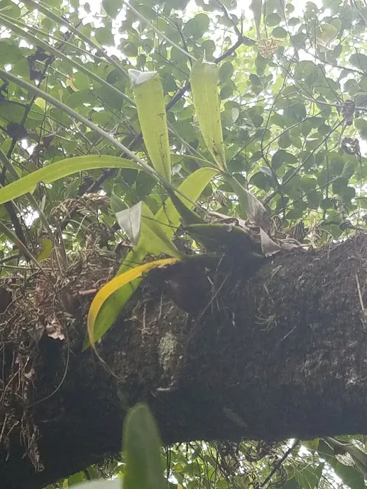 Frog Hammock Camp Picture 4