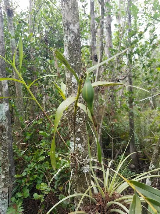 Frog Hammock Camp Picture 3