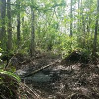 Frog Hammock Camp ico