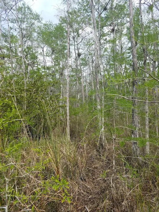 Frog Hammock Camp Picture 2