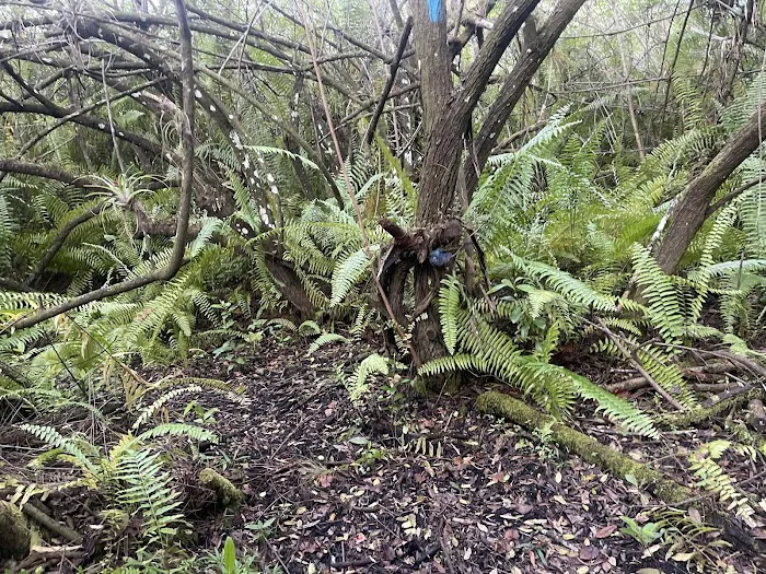 Frog Hammock Camp Picture 8