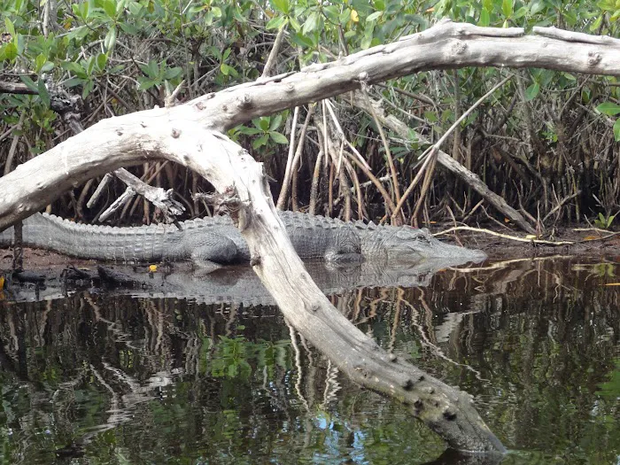 Sweetwater Bay Chickee Picture 6