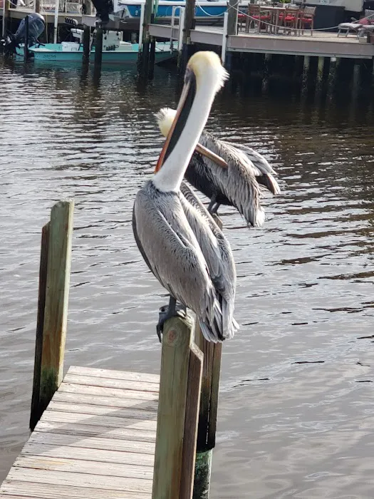 Lopez River Campsite Picture 5