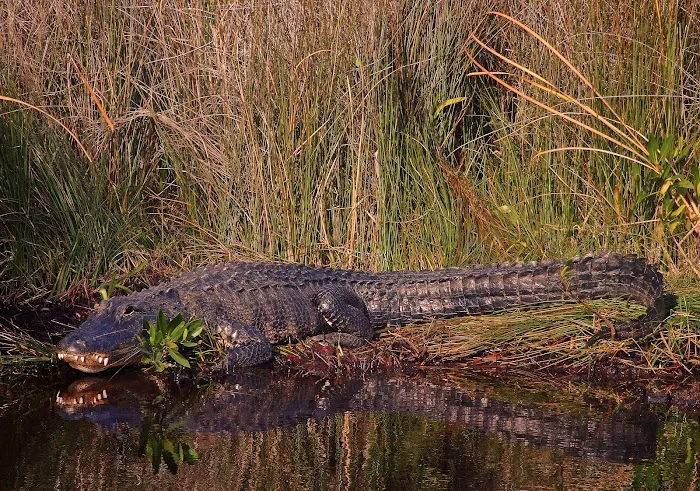 Lopez River Campsite Picture 9