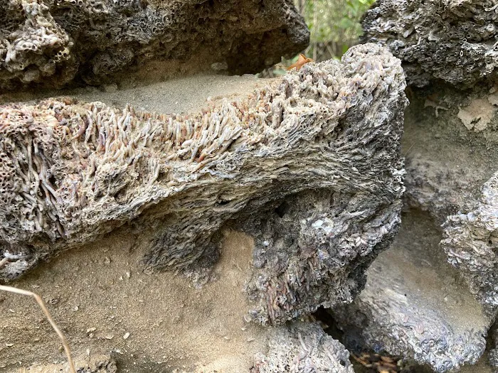 Lopez River Campsite Picture 8