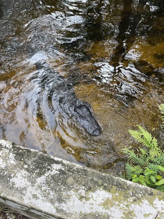 Mitchell Landing Big Cypress National Preserve Picture 6