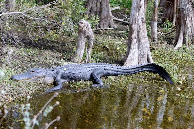 Mitchell Landing Big Cypress National Preserve Picture 2