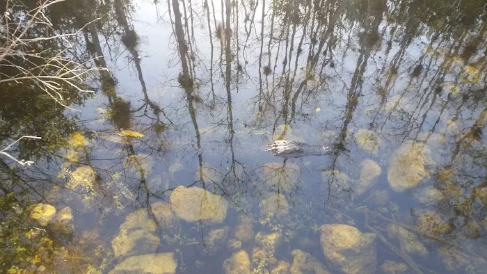 Mitchell Landing Big Cypress National Preserve Picture 8