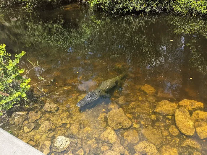 Mitchell Landing Big Cypress National Preserve Picture 9
