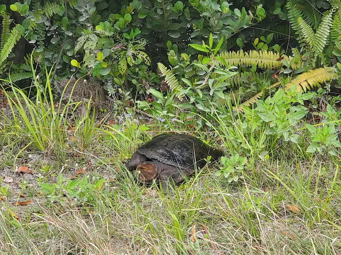 Mitchell Landing Campground Picture 6