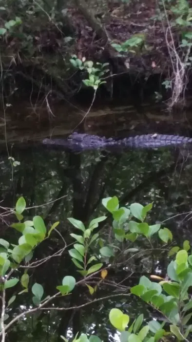 Pinecrest Group Campground, Big Cypress National Preserve Picture 2