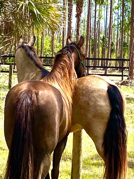 Triple V Ranch Equestrian Campground Picture 8