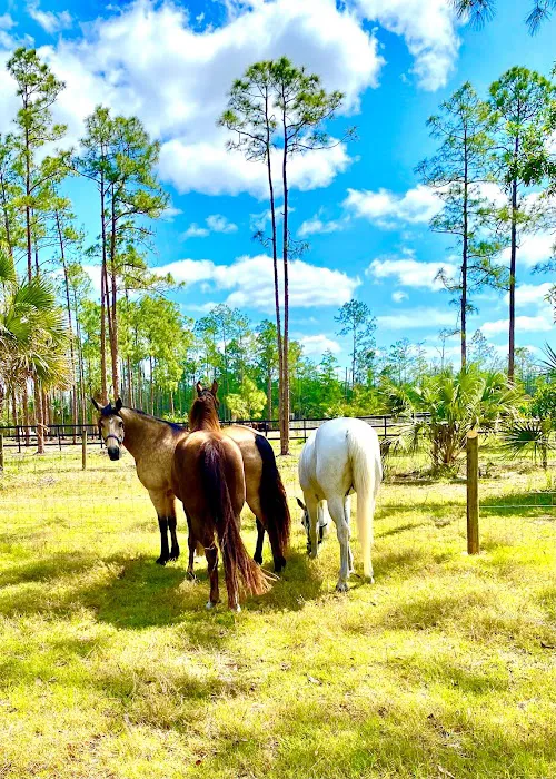 Triple V Ranch Equestrian Campground Picture 2