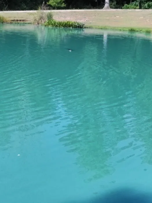 Bogue Chitto Swamp Cabins Picture 3