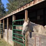 Shell City Horse Camp