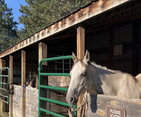 Shell City Horse Camp