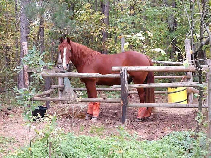 Shell City Horse Camp Picture 7