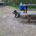 Shell city campground