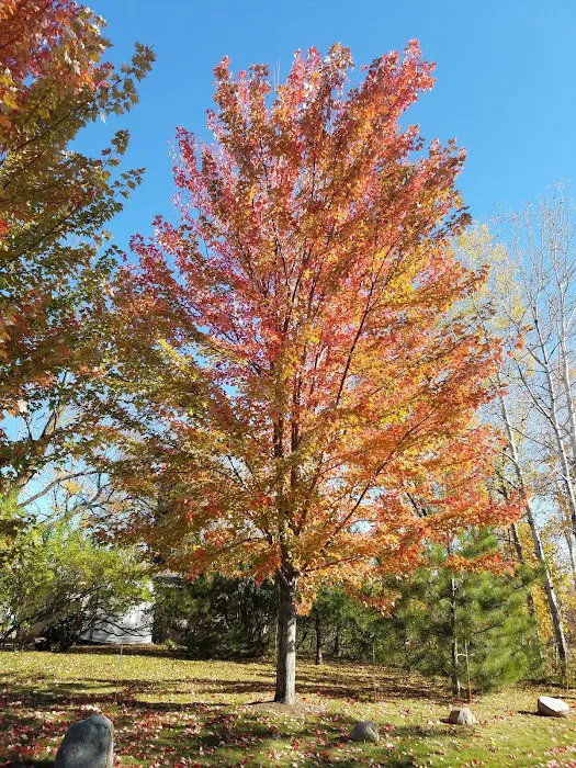 Longville Campground Picture 9