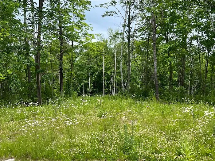 In the woods campground Picture 4