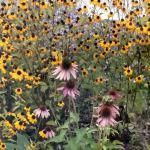 US Forestry Department