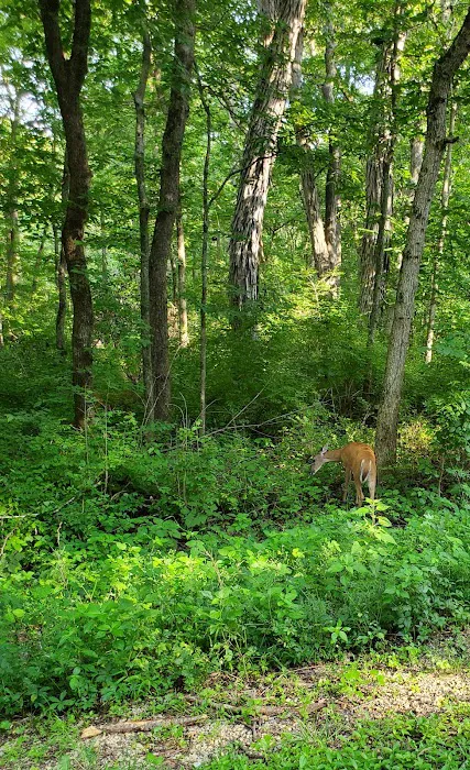 Watkins Mill Campgrounds Picture 6