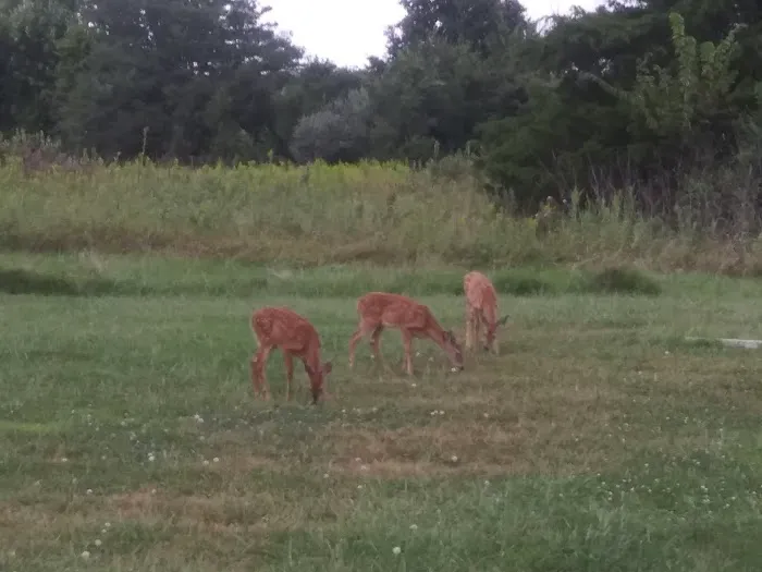 Camp Branch Campground KCTA Picture 6