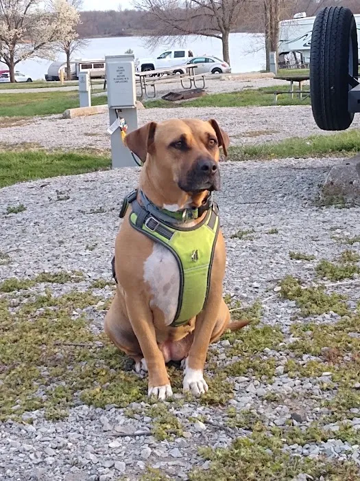 Smithville Campground D Loop Picture 7