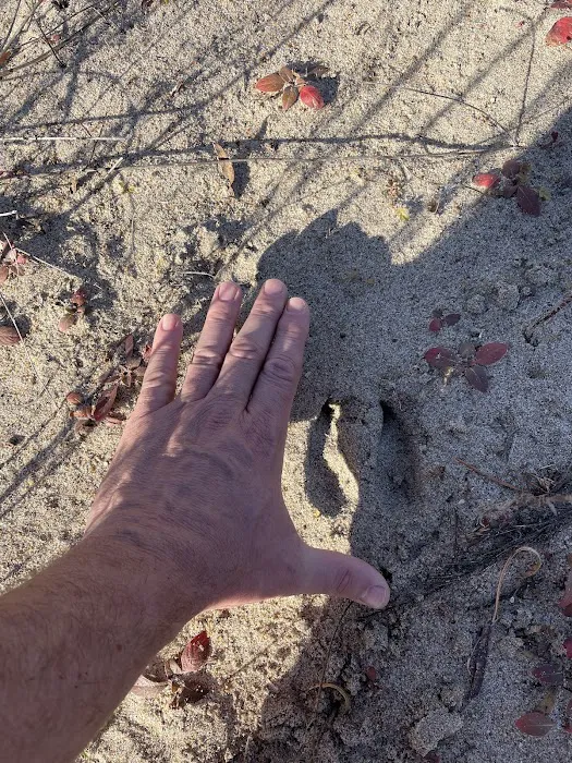 Bow Creek Primitive Campsite Picture 9