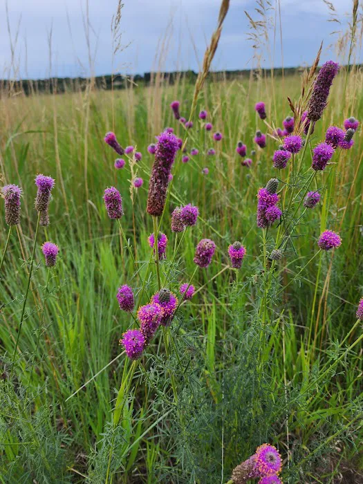 Bow Creek Primitive Campsite Picture 5
