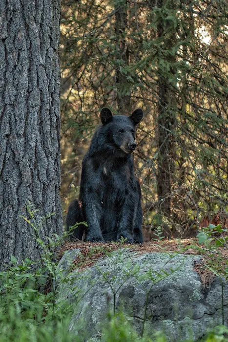 South Kawishiwi River Campground Picture 8