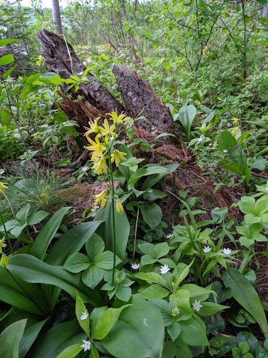 South Kawishiwi River Campground Picture 9