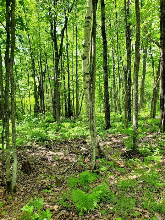 Big Rice Lake Rustic Campground Picture 3