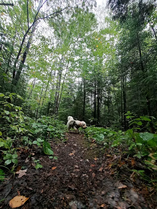 Pfeiffer Lake Campground Picture 6