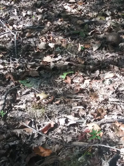 Pomme De Terre Beach Picture 4