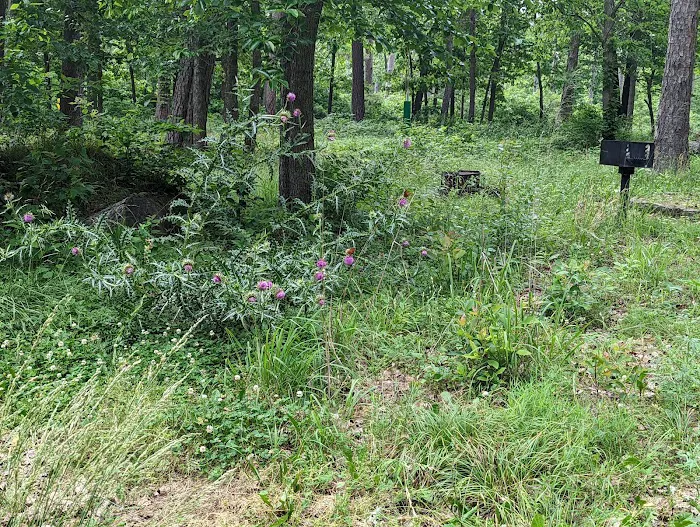 Lake Wedington Campground Picture 10