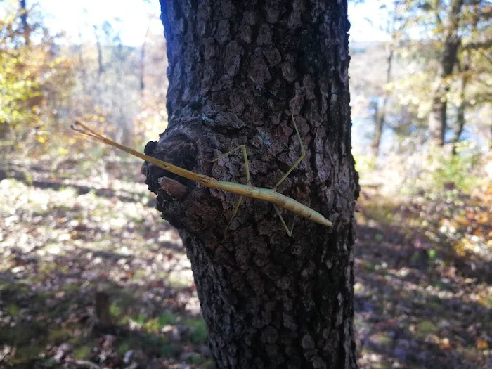 Lake Wedington Campground Picture 4