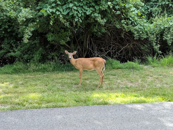 Prairie Creek Campground Picture 1