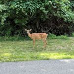 Prairie Creek Campground