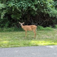Prairie Creek Campground ico