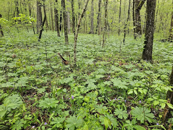 Crystal Recreation Area Picture 9