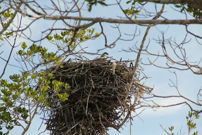 Tiger Key Campsite Picture 8