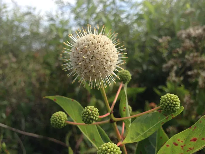 Harney River Chickee Picture 6