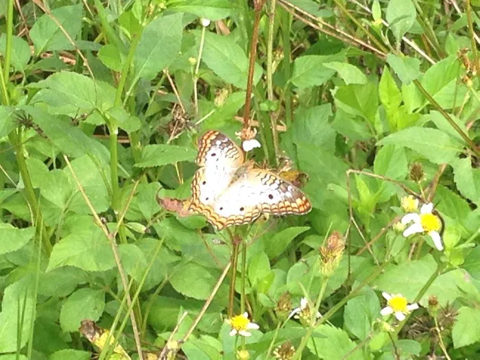 Harney River Chickee Picture 5