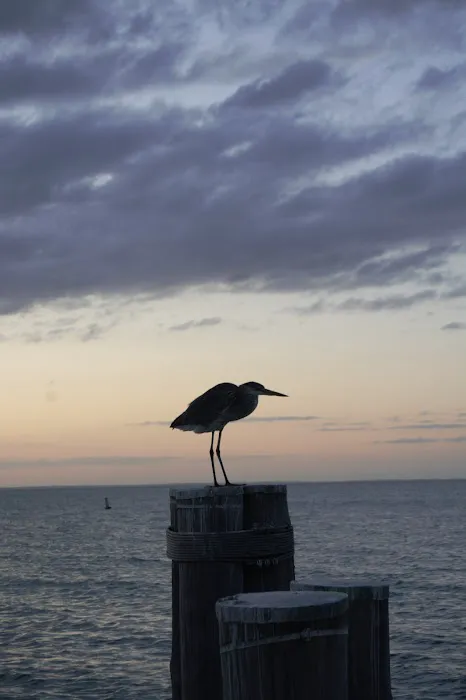 Elliott Key Campgrounds Picture 4