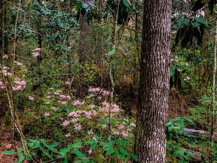 Little River Bluffs - A Nature Preserve & Retreat Picture 10