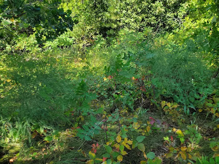 Winnie Dam Campground Picture 7