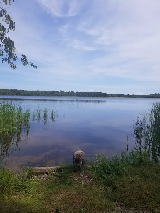 Chippewa National Forest Onegume Campground Picture 5